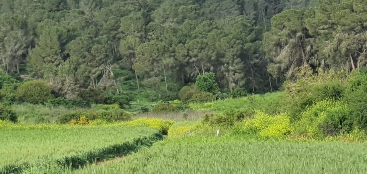 Hemdatya Stone Suites In The Galilee Ilaniya Eksteriør bilde